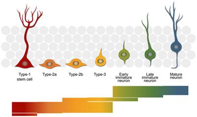 The Small World of Adult Hippocampal Neurogenesis